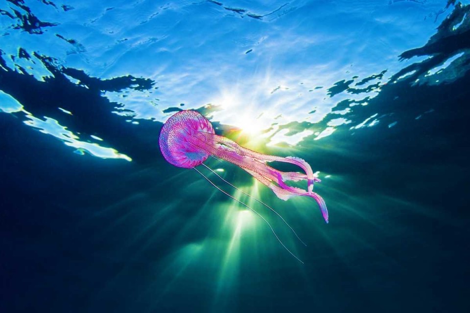 Первая помощь при ожоге медузой